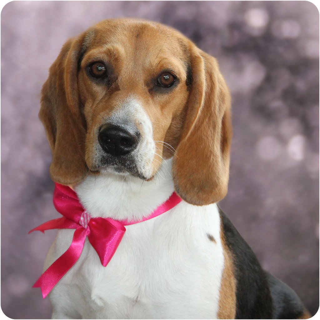 perro coquette
